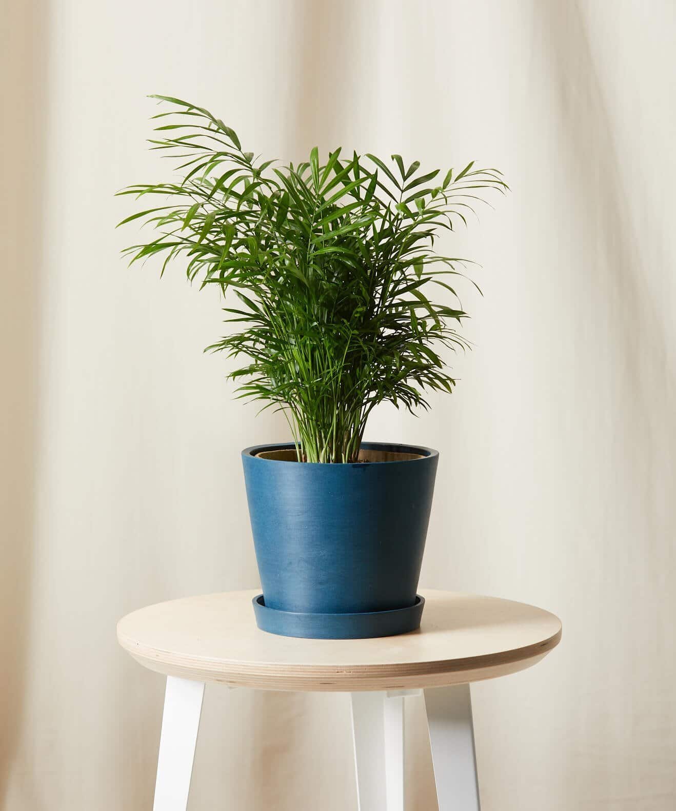 Bloomscape Parlor Palm Plant - WorkwearToronto.com - Best Christmas 2020 Gift Ideas For Women