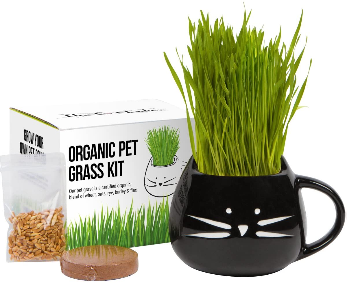 Organic Cat Grass Growing Kit - WorkwearToronto.com - Christmas 2020 Gift Ideas - Amazon